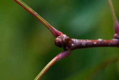 Crataegus pinnatifida - hloh přenoklaný - pupen